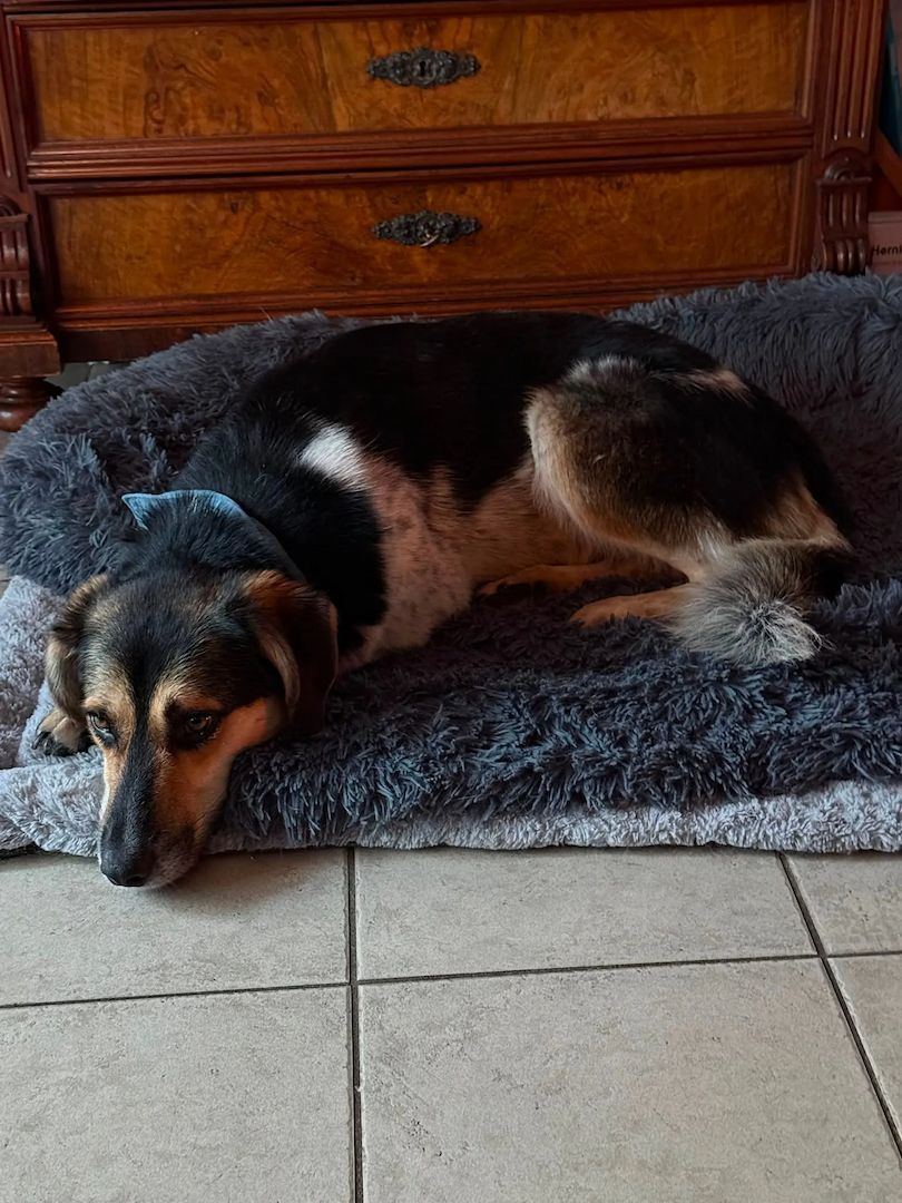 Carlos (Schon auf Pflegestelle in Deutschland :)