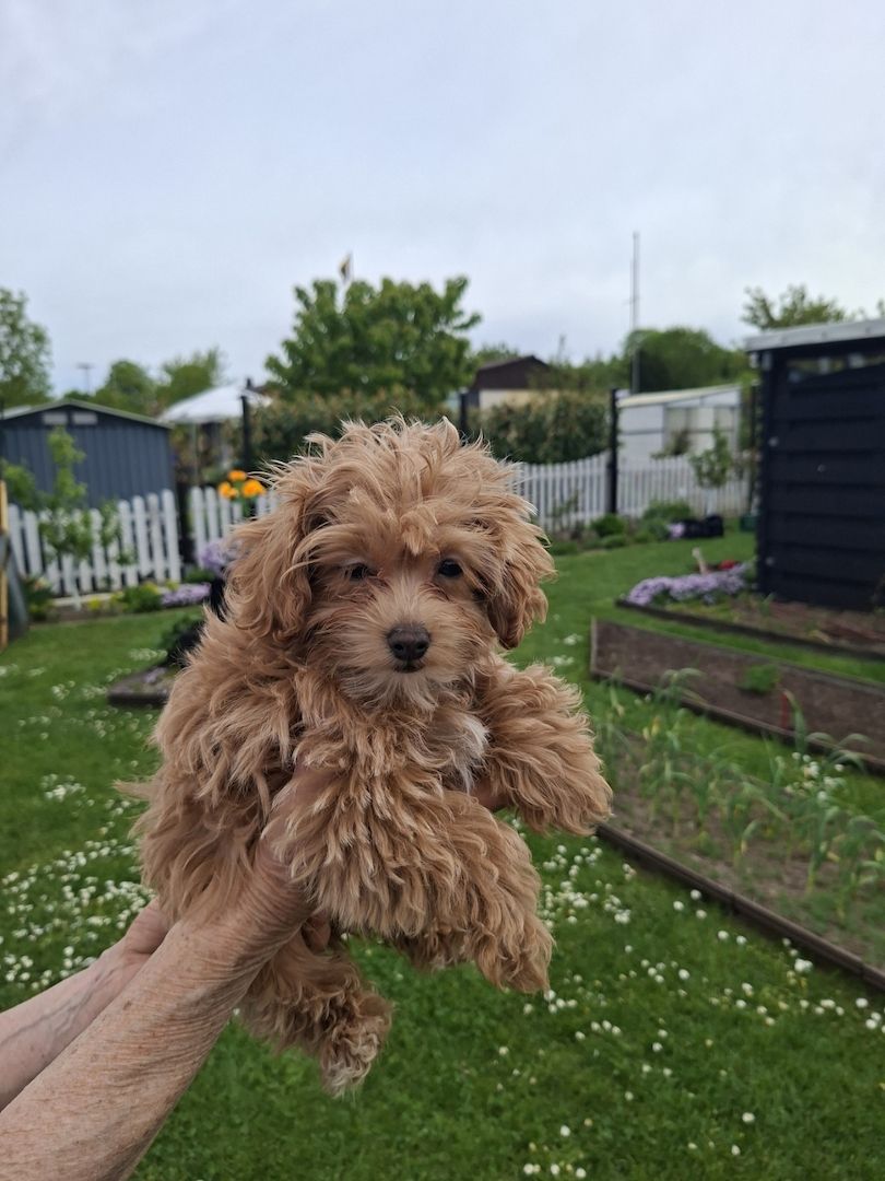Zuckersüßer F1-Maltipoo-Welpe (Rüde) sucht ein liebevolles Zuhause