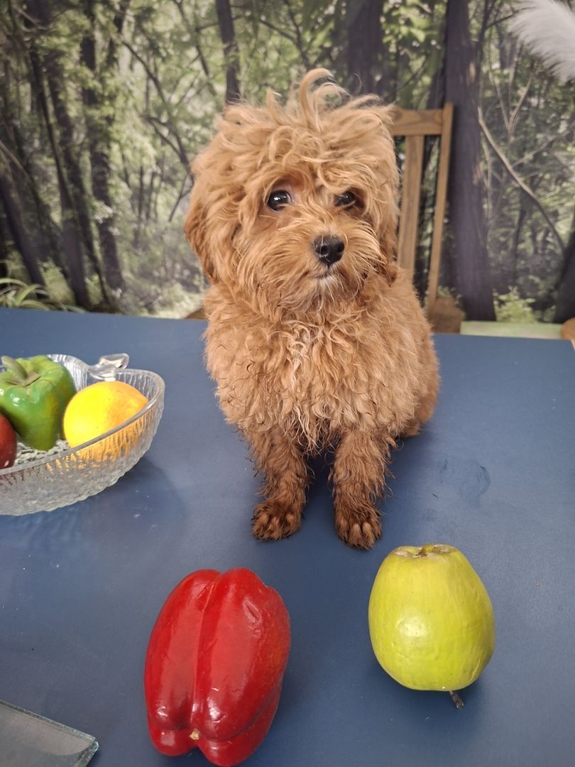 Zuckersüßer F1-Maltipoo-Welpe (Rüde) sucht ein liebevolles Zuhause