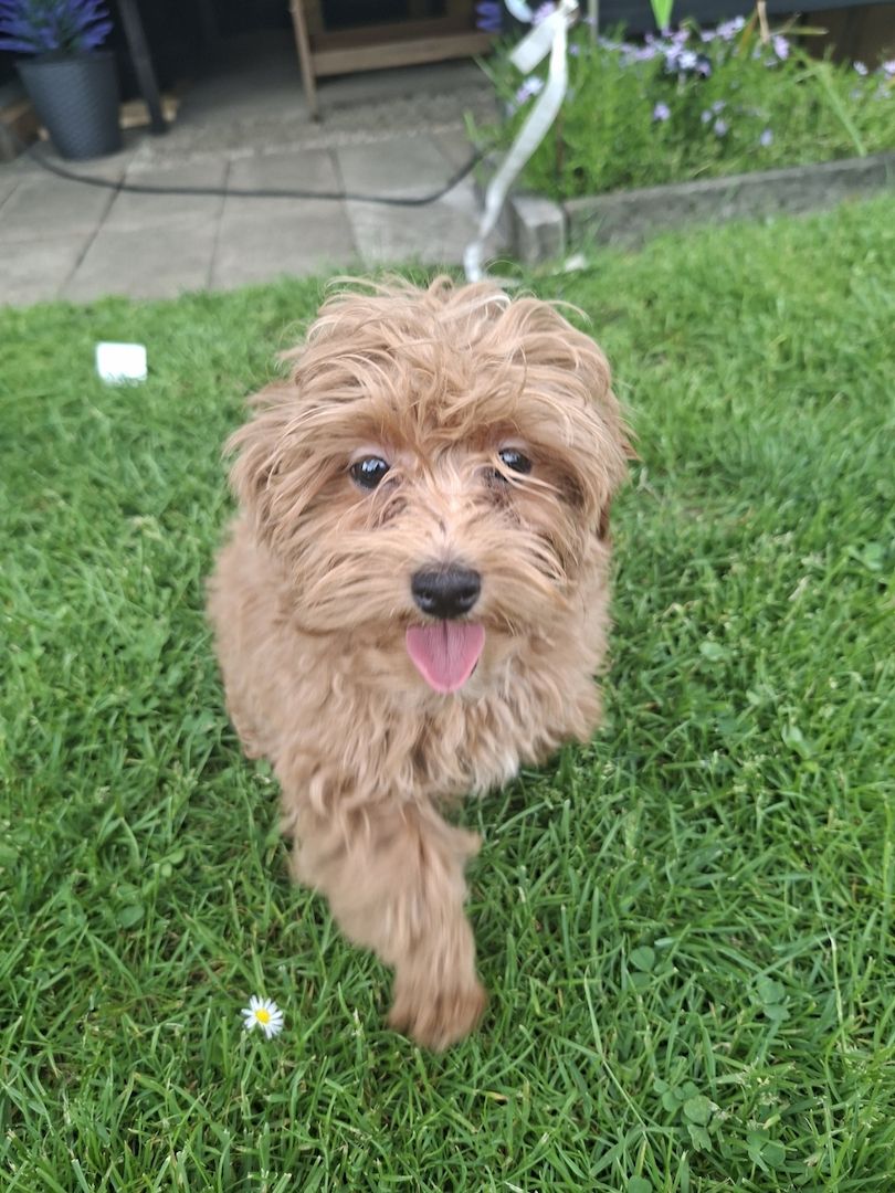 Zuckersüßer F1-Maltipoo-Welpe (Rüde) sucht ein liebevolles Zuhause