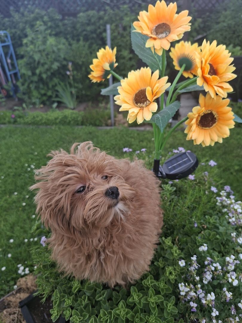 Zuckersüßer F1-Maltipoo-Welpe (Rüde) sucht ein liebevolles Zuhause