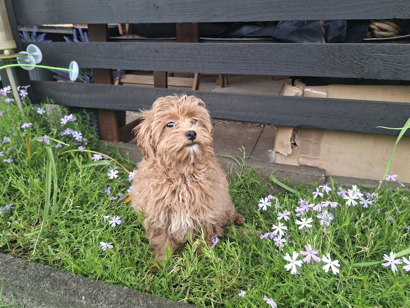 Zuckersüßer F1-Maltipoo-Welpe (Rüde) sucht ein liebevolles Zuhause