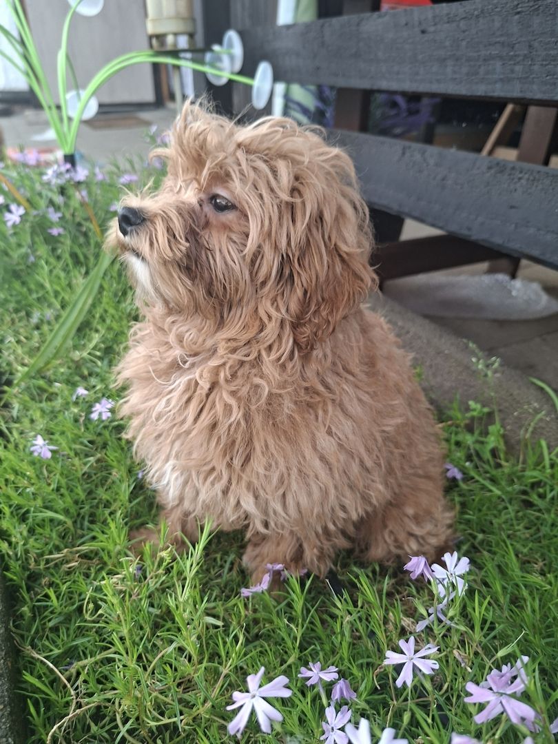 Zuckersüßer F1-Maltipoo-Welpe (Rüde) sucht ein liebevolles Zuhause