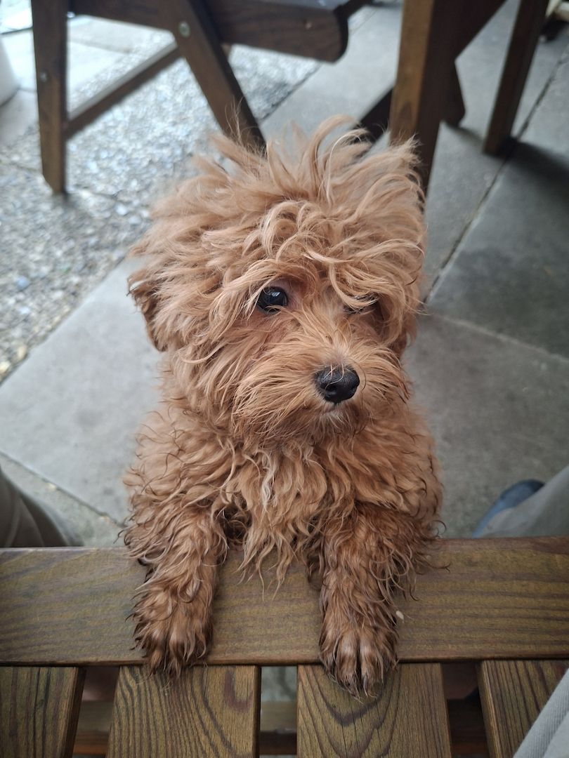 Zuckersüßer F1-Maltipoo-Welpe (Rüde) sucht ein liebevolles Zuhause