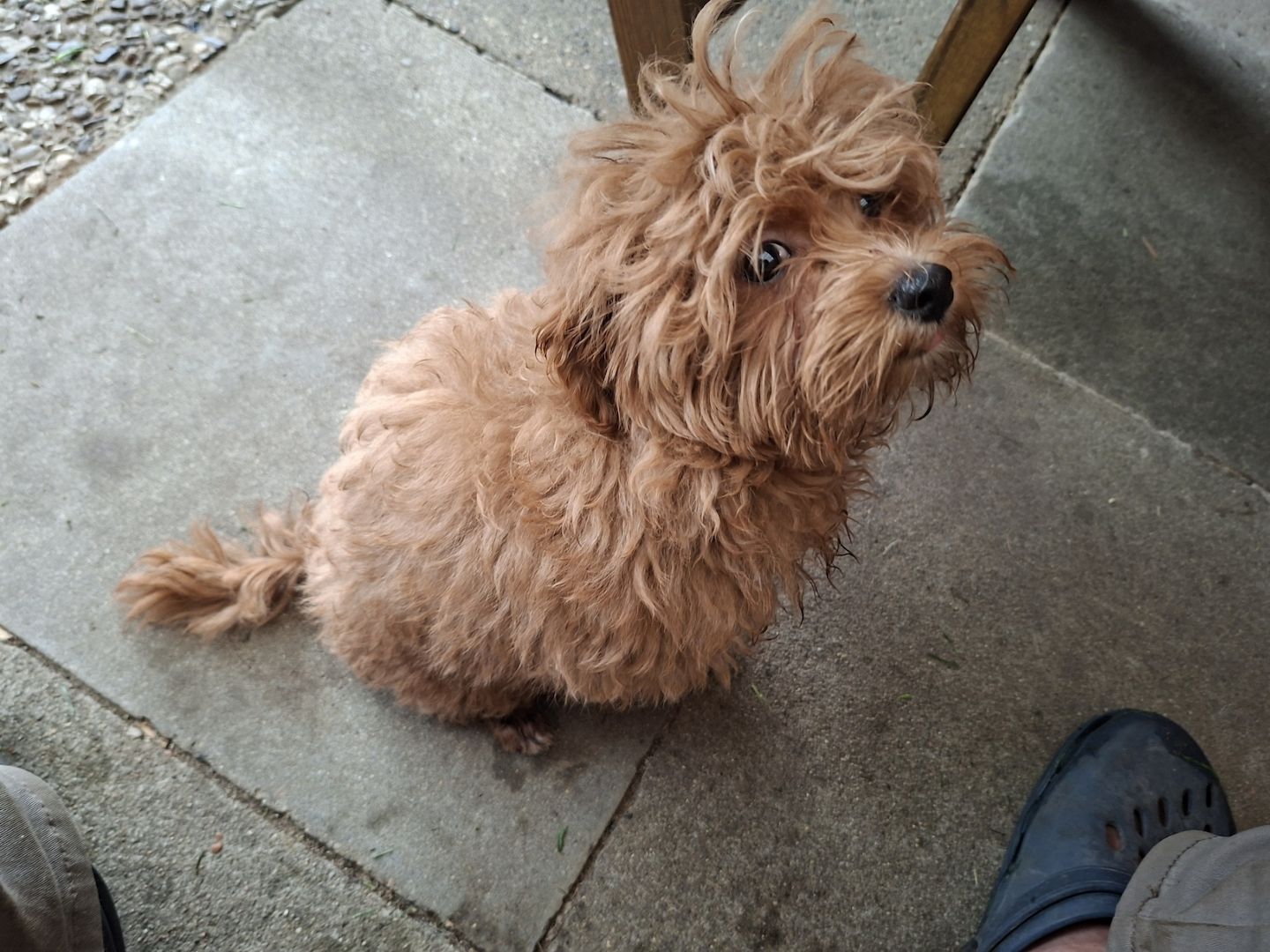Zuckersüßer F1-Maltipoo-Welpe (Rüde) sucht ein liebevolles Zuhause