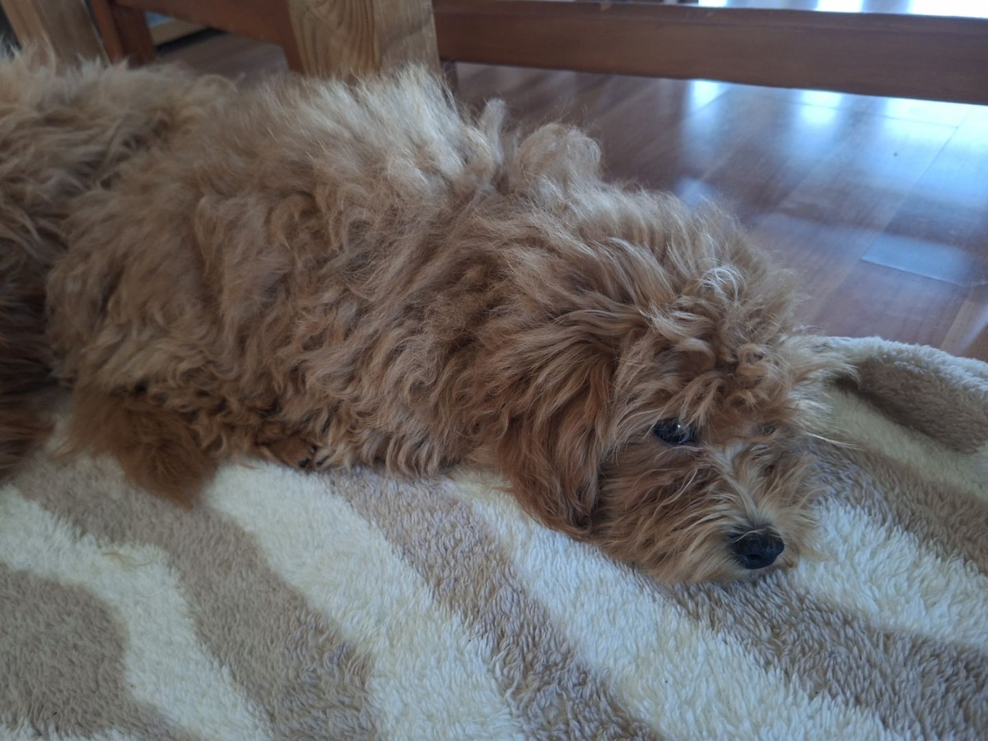 Zuckersüßer F1-Maltipoo-Welpe (Rüde) sucht ein liebevolles Zuhause