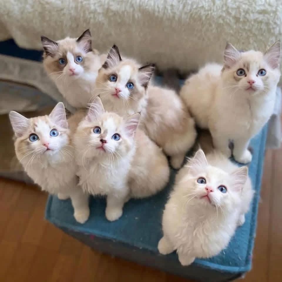 Zu Hause aufgezogene Ragdoll-Kätzchen