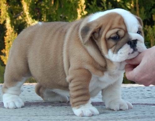 Reinrassige Englische Bulldoggen abzugeben.