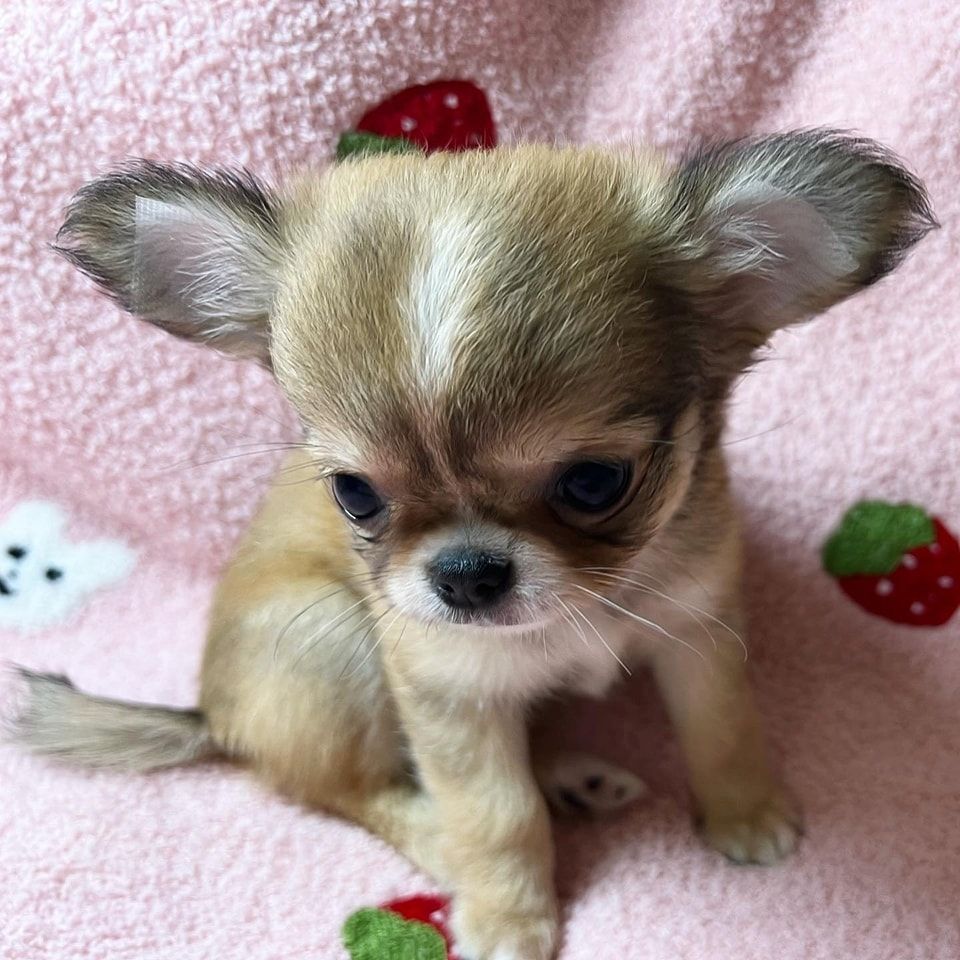 Super süße Chihuahua Welpen