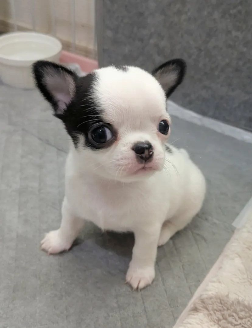 Super süße Chihuahua Welpen