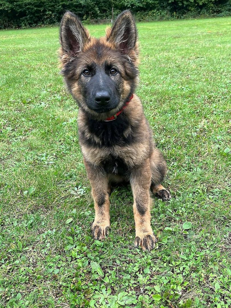 Dt.Schäferhund Welpen, VDH/SV, rote Papiere