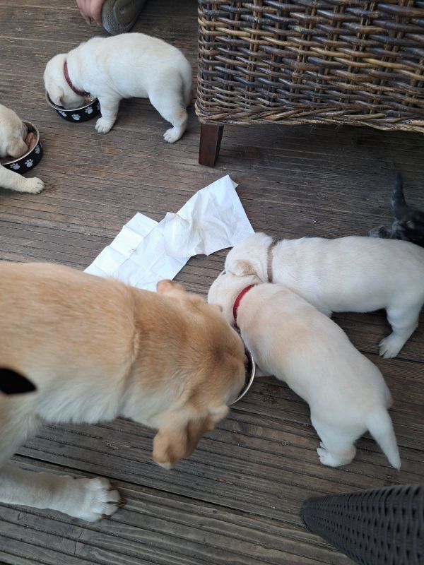 Reinrassige Labrador Welpen zu verkaufen