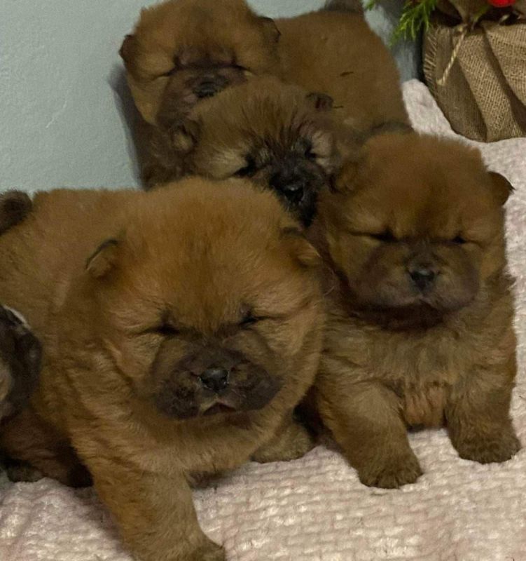 Chow Chow Welpen Abgabebereit