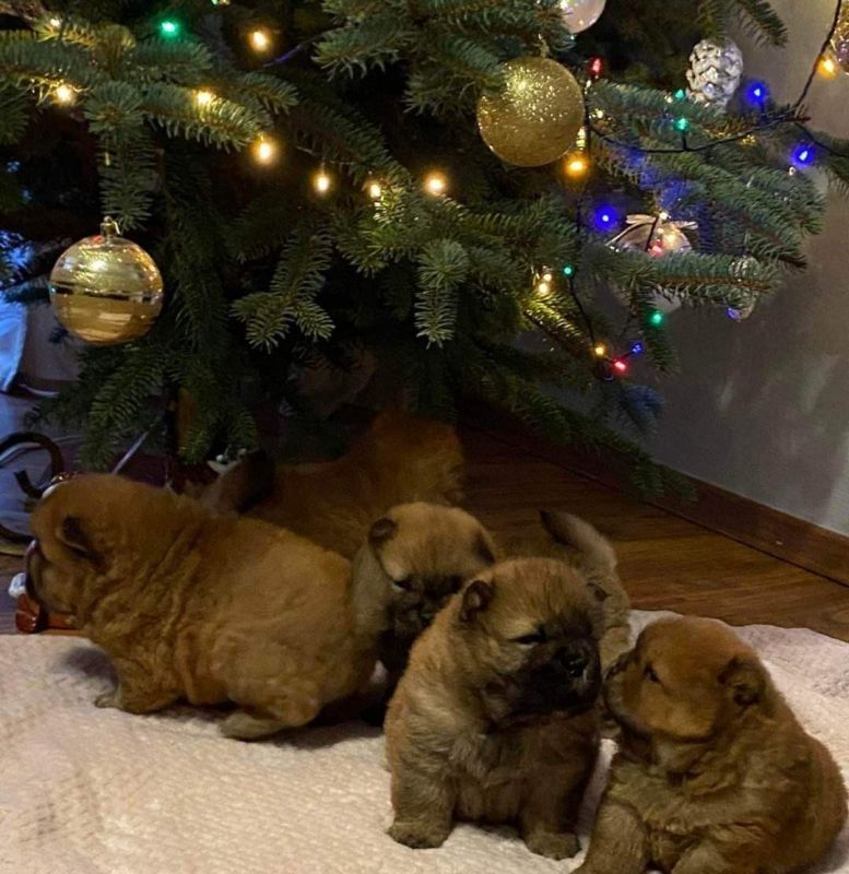 Chow Chow Welpen Abgabebereit
