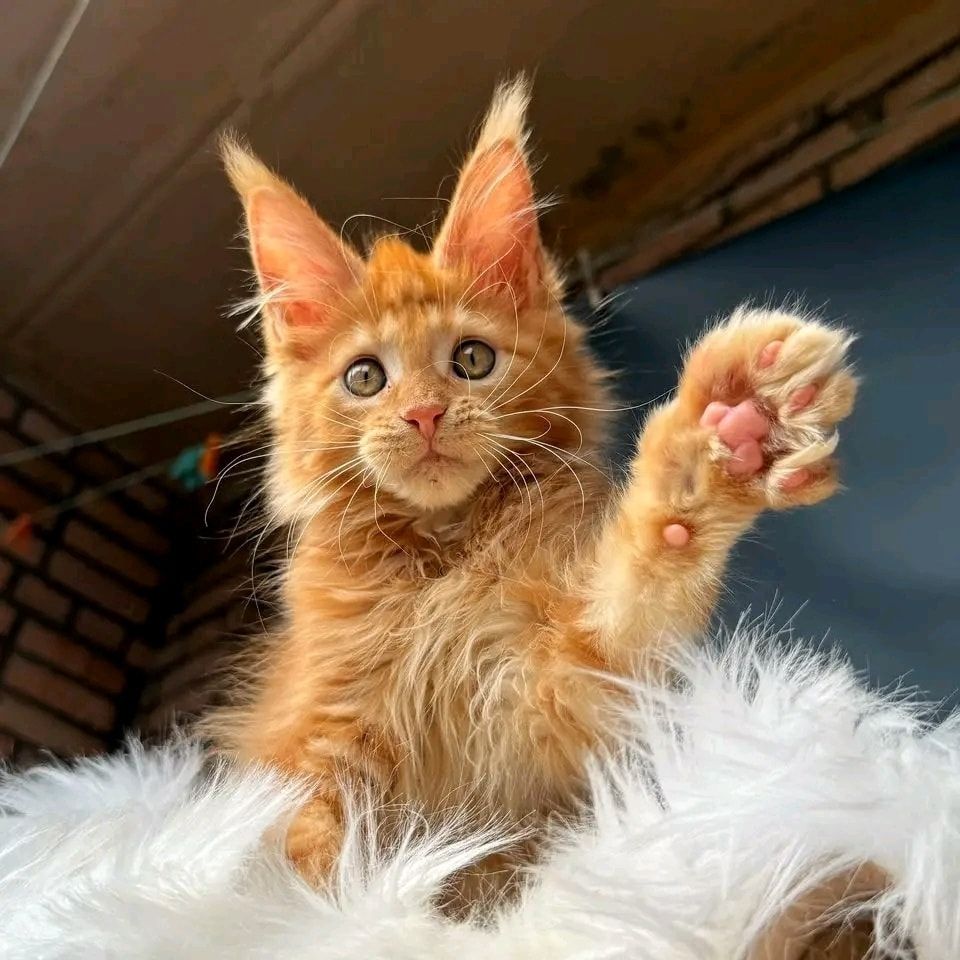 Maine-Coon-Kätzchen mit Papier
