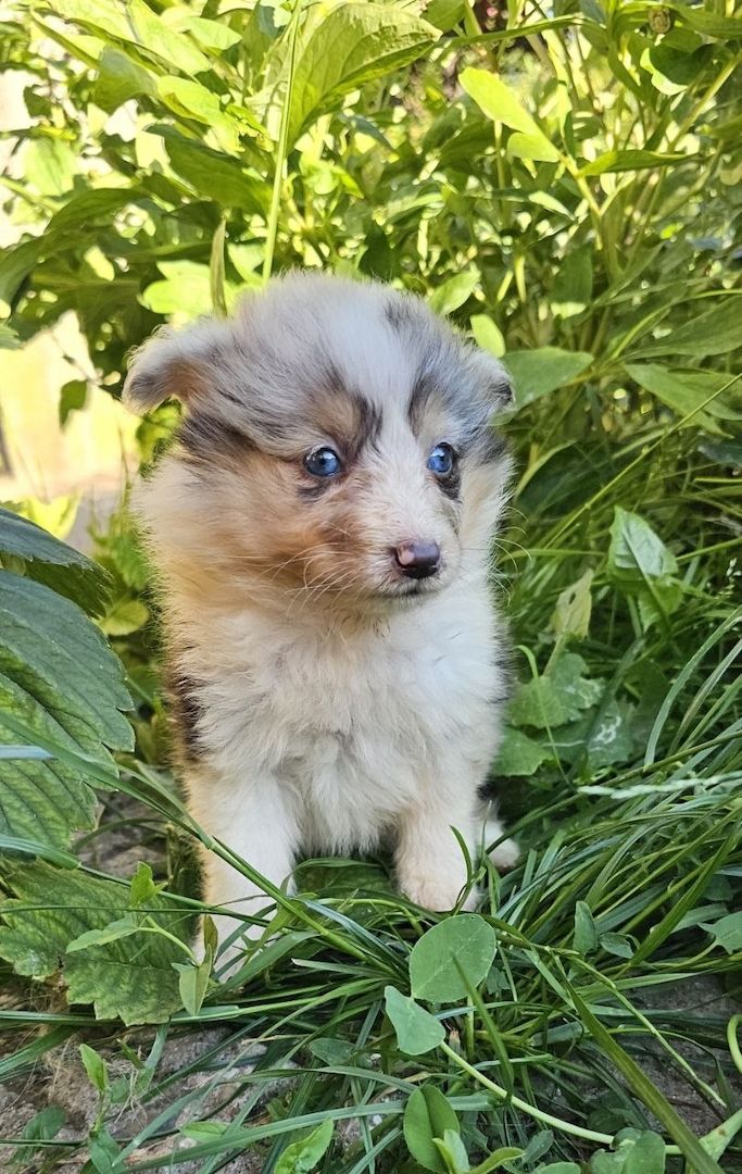 Sheltie-Mädchen