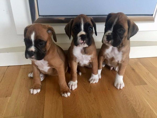 Boxerwelpen abzugeben.