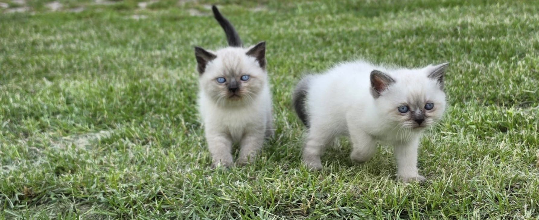 BKH sucht neue Familie