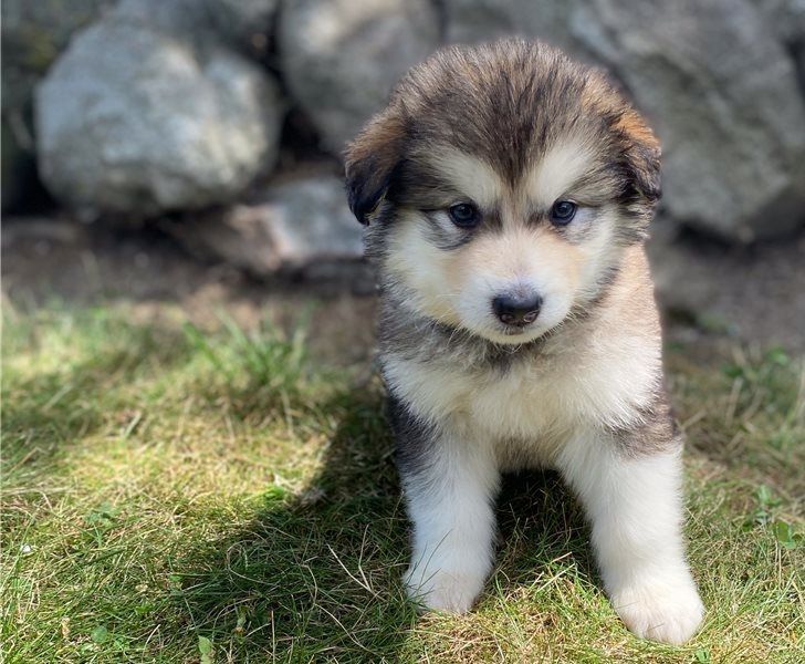 Alaskan-Malamute-Welpen verfügbar