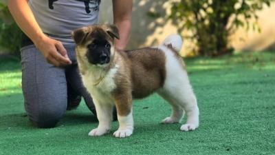 Akita-Welpen verfügbar