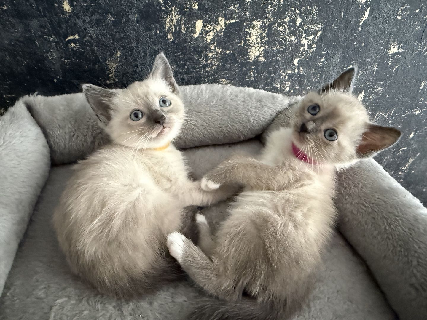Siam Kitten