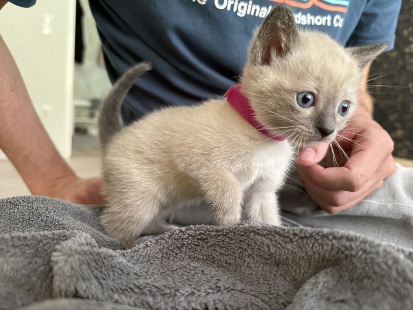 Siam Kitten