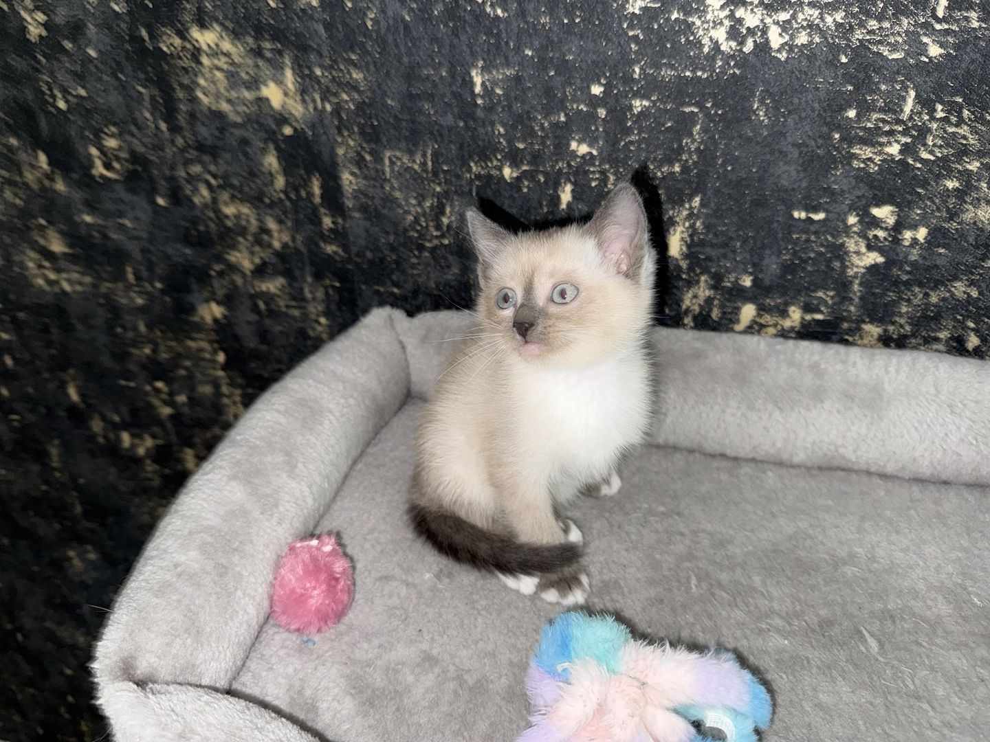 Siam Kitten