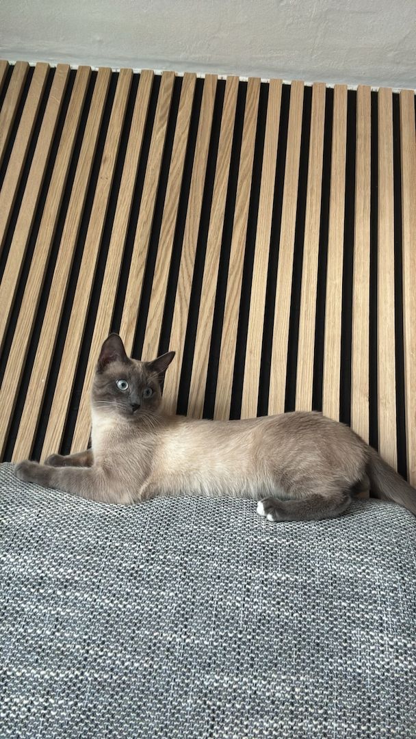 Siam Kitten