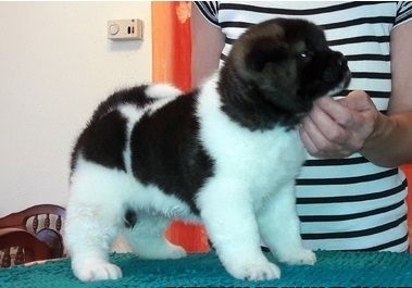 Akita-Inu-Welpen