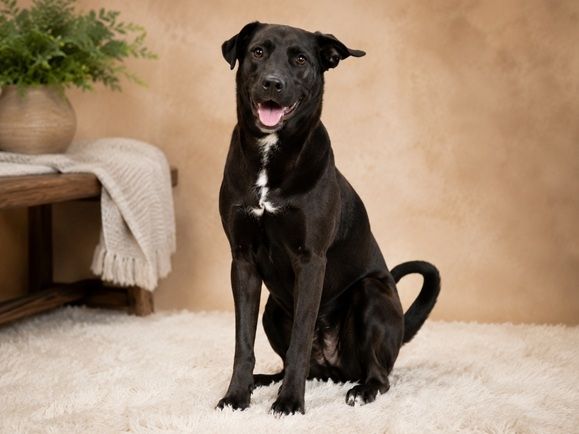 Malu - verspielte Schmusemaus