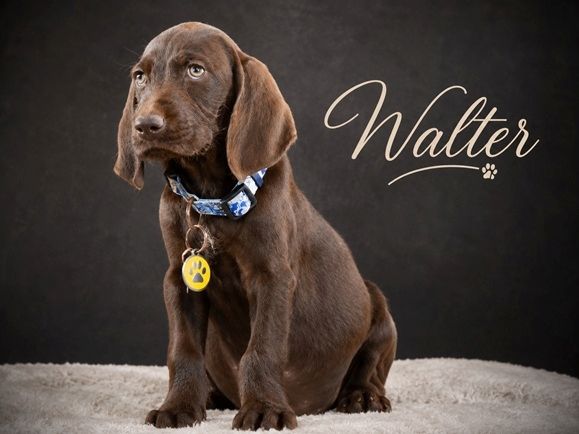 Walter - sanfter Junge