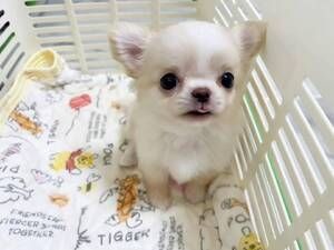 Chihuahua-Welpen&nbsp;