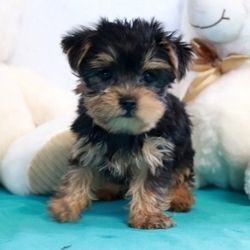 Yorkie Welpen verfügbar