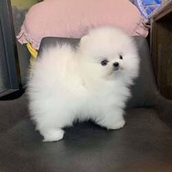 Pomeranian Welpen in Würzburg kaufen