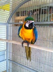 Blauer und goldener Ara-Papagei