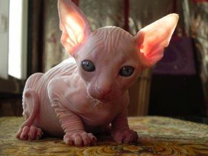 Sphynx-Kätzchen jetzt erhältlich