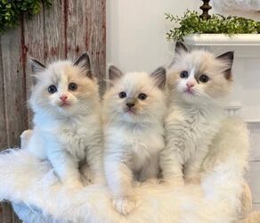 Zu Hause aufgezogene Ragdoll-Kätzchen
