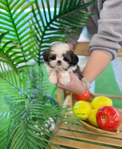 Männliche und weibliche Shih Tzu-Welpen.