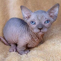 Sphynx-Kätzchen jetzt erhältlich