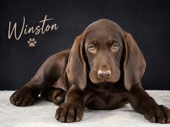 Winston - fröhlicher Bursche