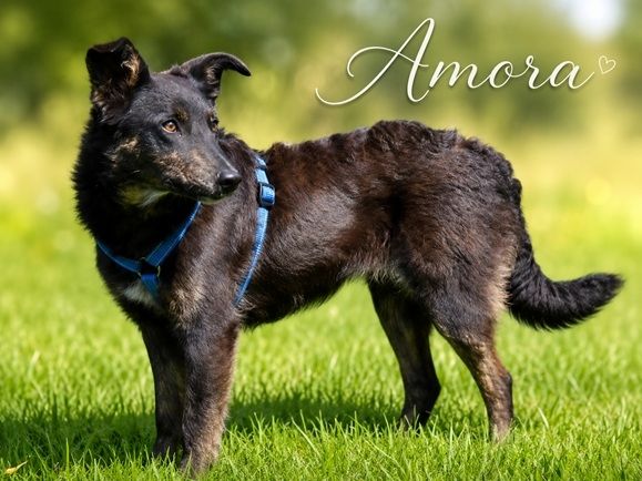 Amora - ruhig und ausgeglichen