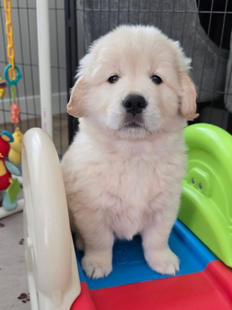 Wunderschöne Golden-Retriever-Welpen suchen ein liebevolles Zuhause!