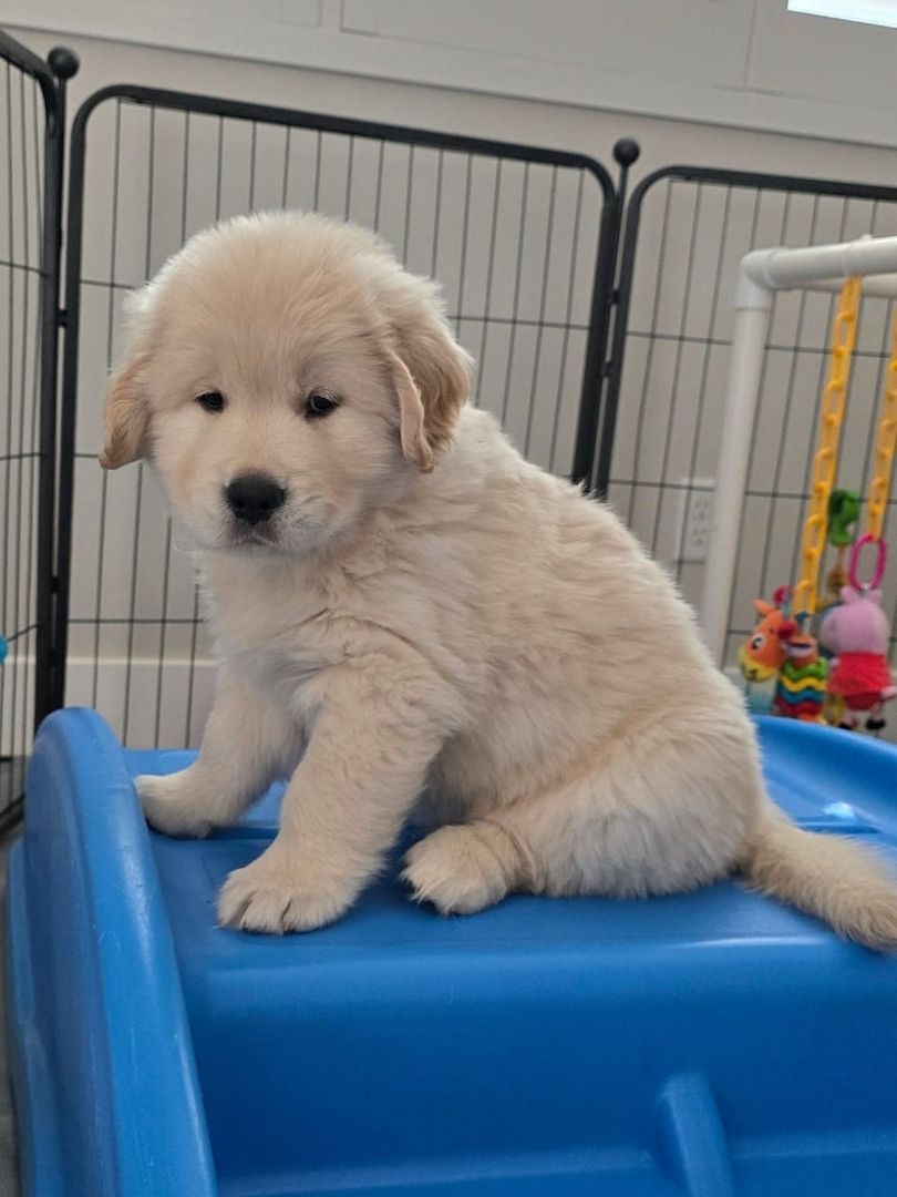 Wunderschöne Golden-Retriever-Welpen suchen ein liebevolles Zuhause!