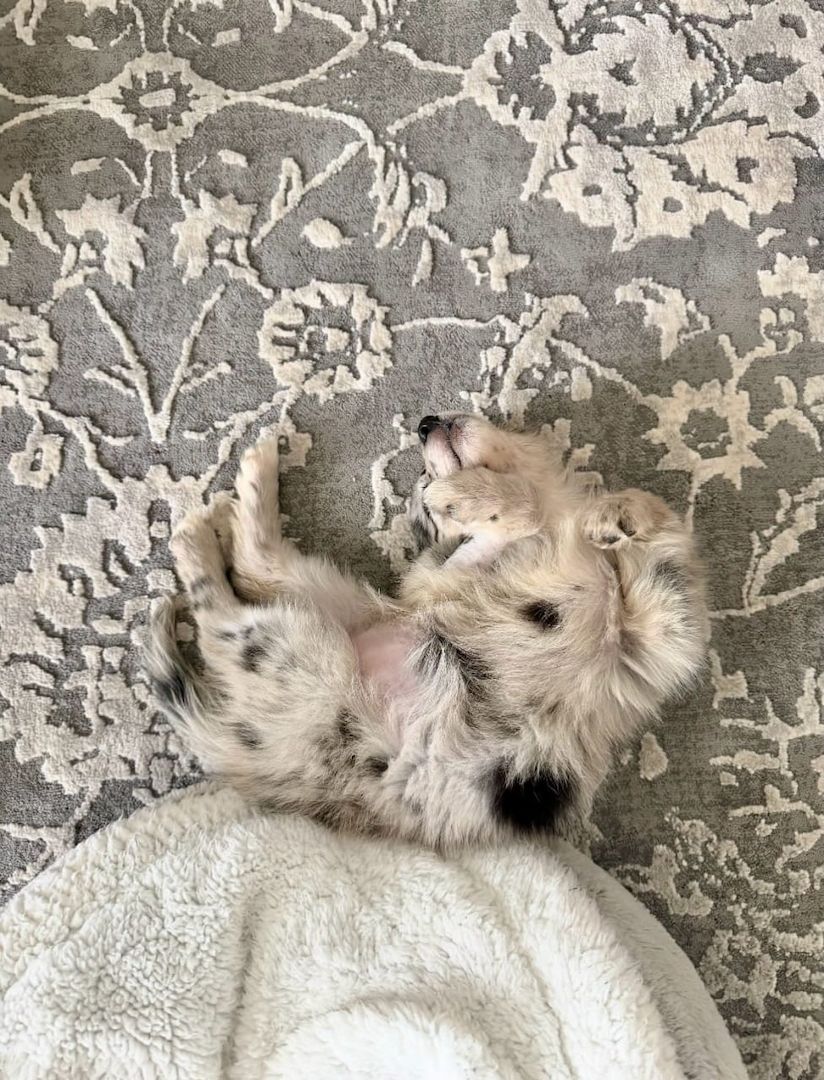 Wunderschöne Australian-Shepherd-Welpen suchen ein liebevolles Zuhause!