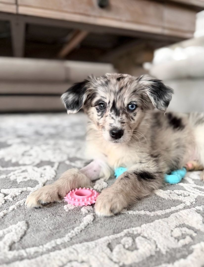 Wunderschöne Australian-Shepherd-Welpen suchen ein liebevolles Zuhause!