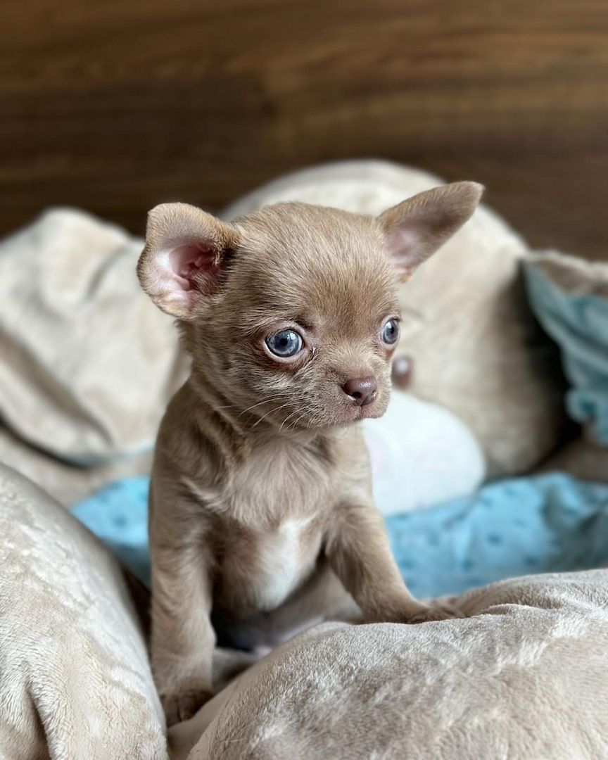 Wunderschöne Chihuahua-Welpen suchen ein liebevolles Zuhause!