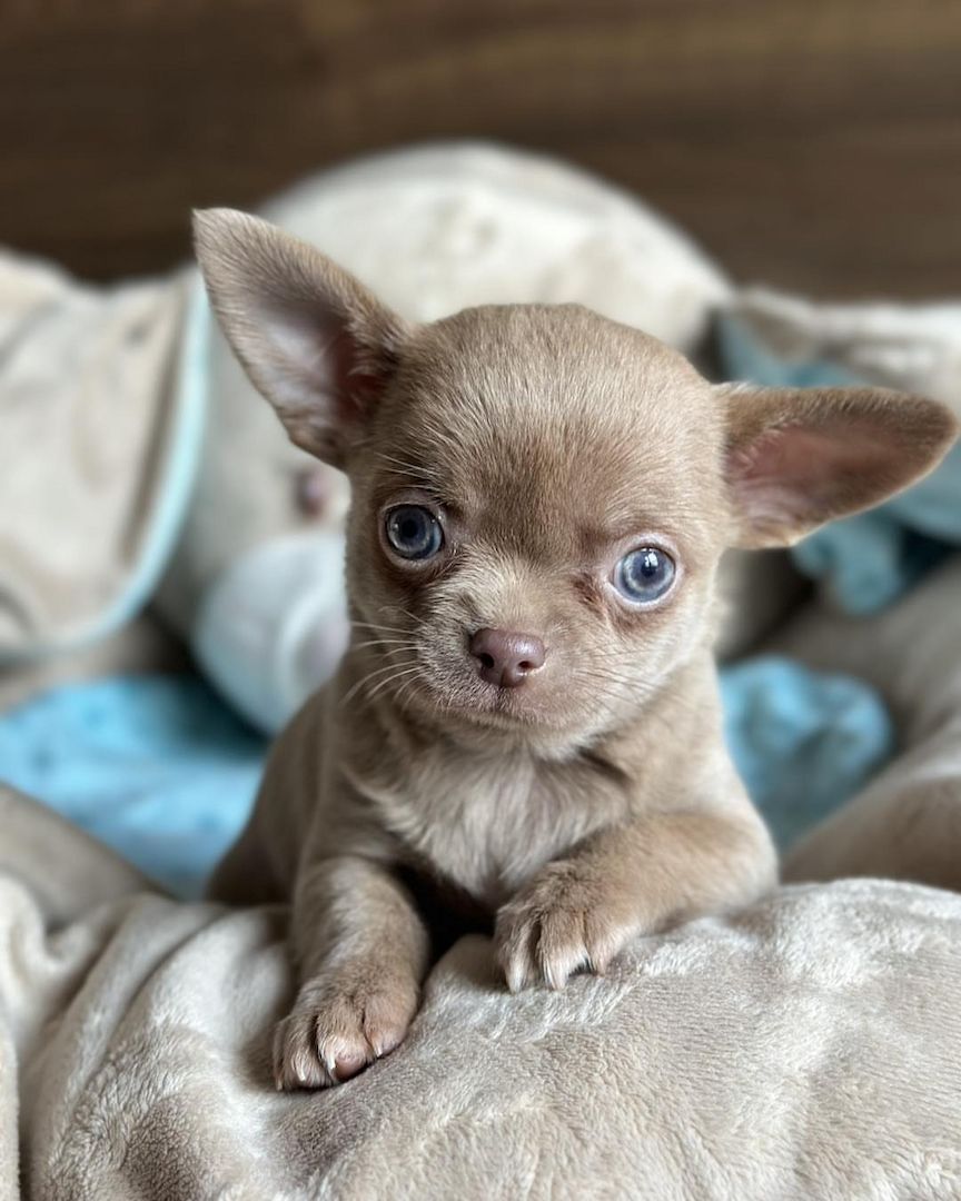 Wunderschöne Chihuahua-Welpen suchen ein liebevolles Zuhause!