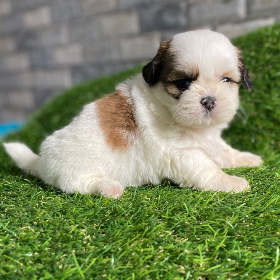 Wunderschöne Shih-Tzu-Welpen suchen ein liebevolles Zuhause!