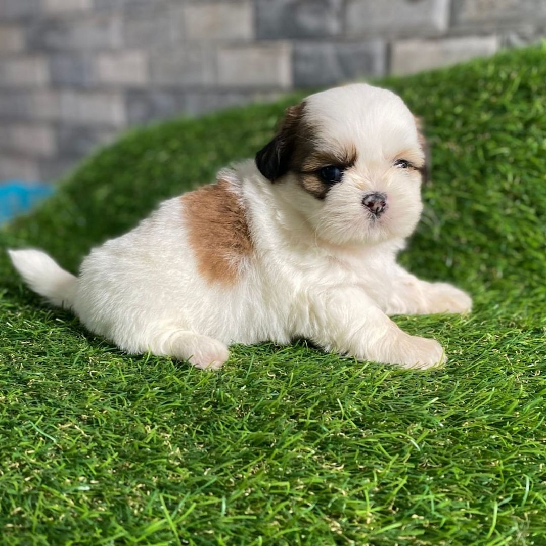 Wunderschöne Shih-Tzu-Welpen suchen ein liebevolles Zuhause!