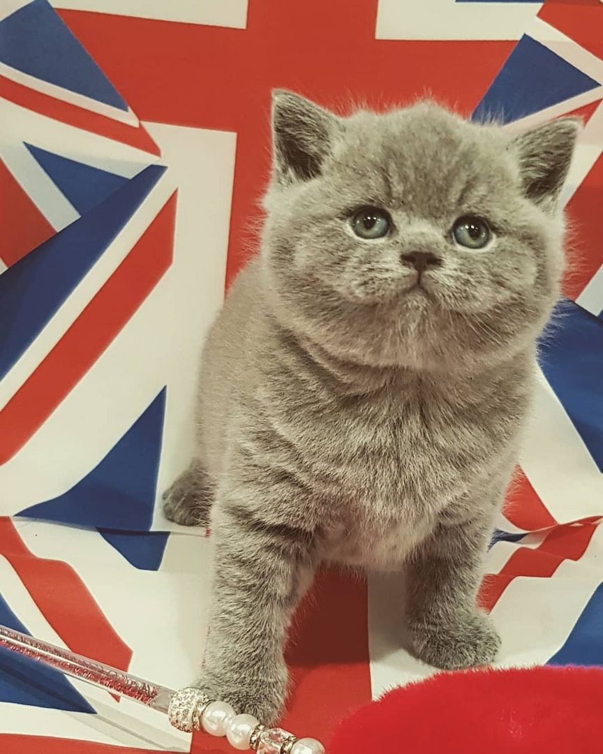 Wunderschöne Britisch-Kurzhaar-Kätzchen suchen ein liebevolles Zuhause